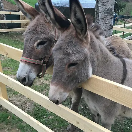 Alloggio per agriturismo Maso Kofler